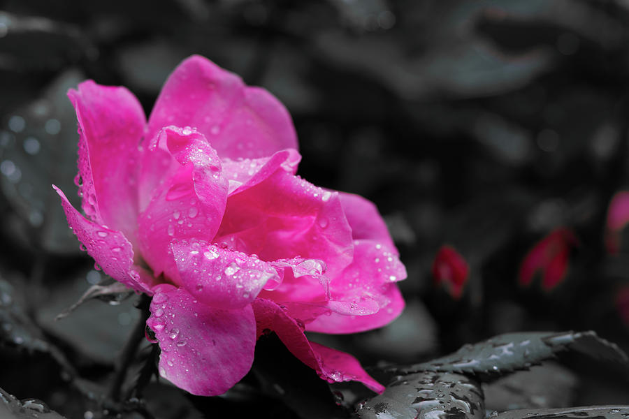 Pink Tea Rose Photograph by Liz Albro
