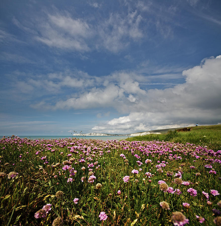 Pink Thrift & Blue Sky Vertorama. Isle Photograph by S0ulsurfing - Jason Swain