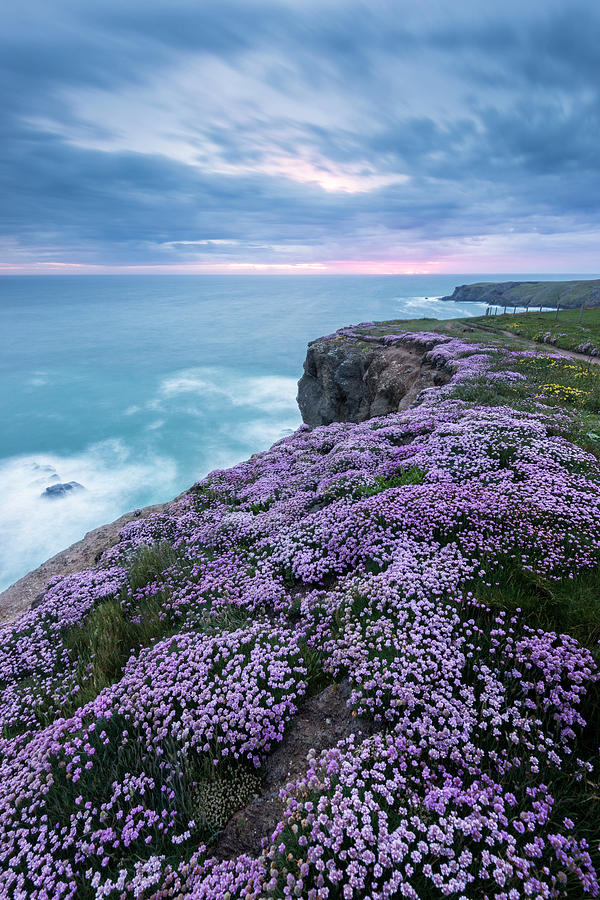 Pink Thrift On Cliff Top, Bedruthan Steps, Cornwall, Uk Photograph by ...