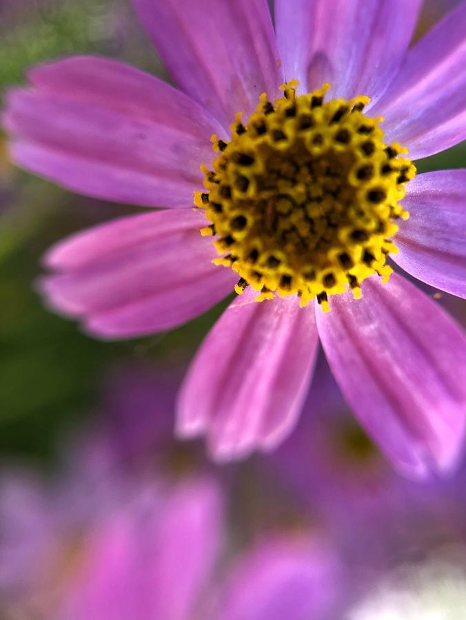 Pink Tickseed Flower Closeup  Photograph by Jori Reijonen
