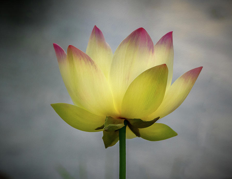 Pink Tipped Lotus Photograph by Jean Noren