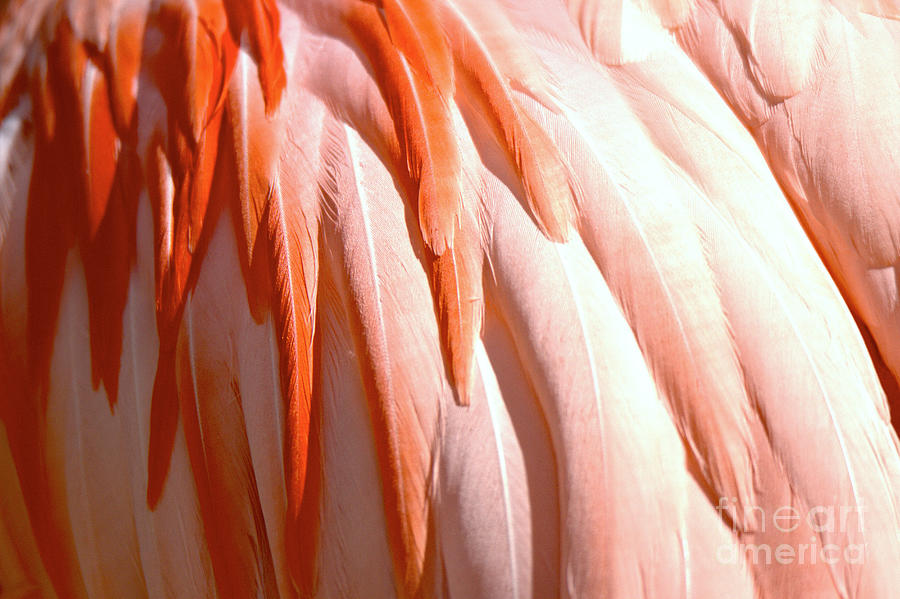 Pink To Red Flamingo Feathers Photograph by Adam Jewell