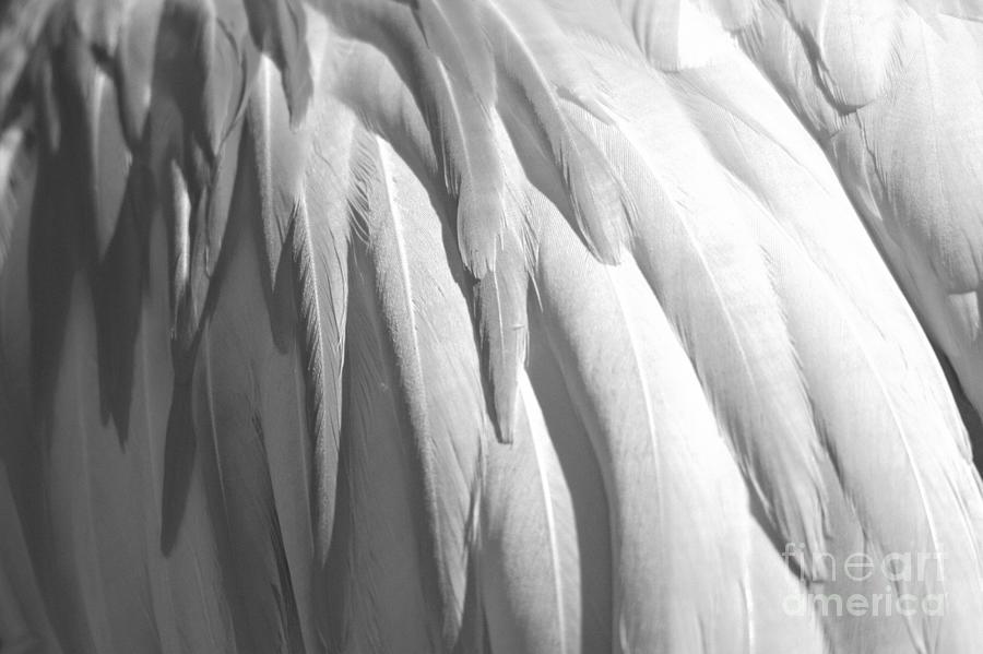 Pink To Red Flamingo Feathers Black And White Photograph by Adam Jewell