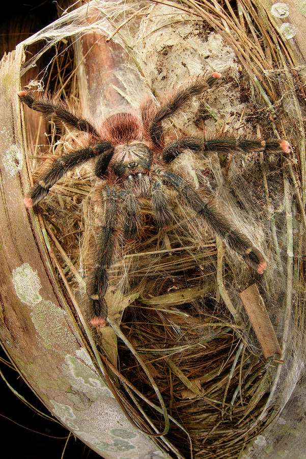 Pink-toed Tarantula, Female Waiting In Ambush Outside Photograph by Nick Garbutt / Naturepl.com Pink-toed Tarantula, Female Waiting In Ambush Outside Photograph by Nick Garbutt / Naturepl.com