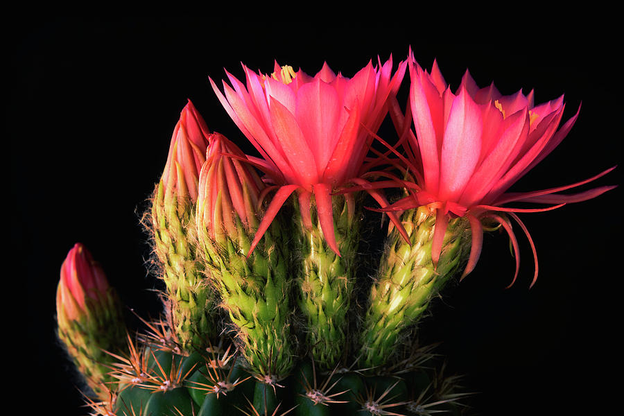 Pink Torch Cactus  Photograph by Saija Lehtonen