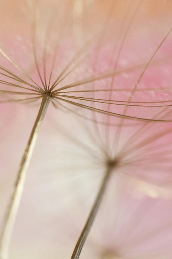 Pink Translucid Photograph by Iris Greenwell