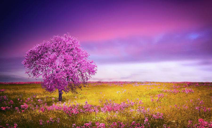 Pink Tree Photograph by Bess Hamiti