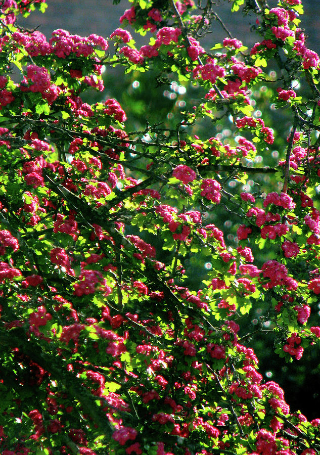 Sunlit Tree Blossoms Photograph by Jaeda DeWalt