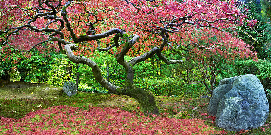 Portland Photograph - Pink Tree by Moises Levy
