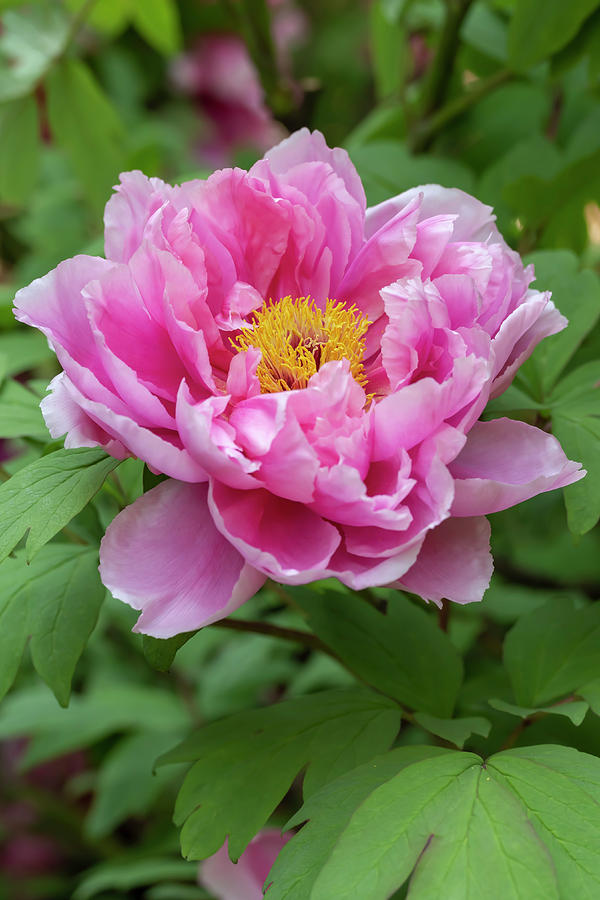 Pink Tree Peony by Dawn Cavalieri Pink Tree Peony by Dawn Cavalieri