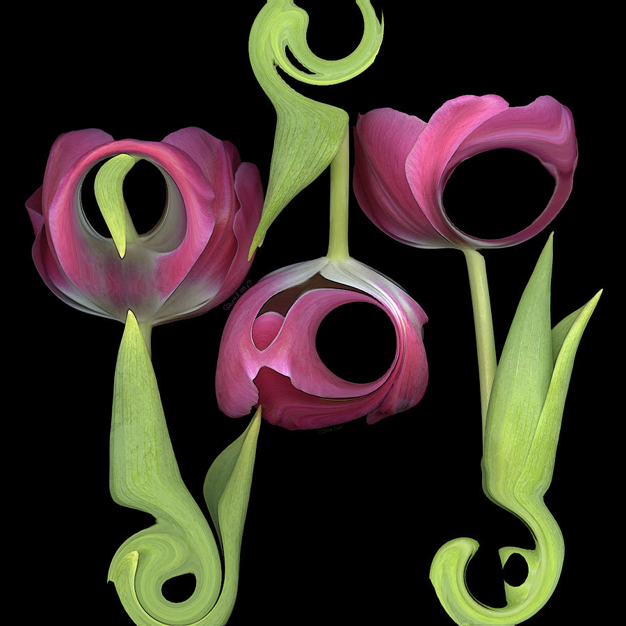Pink Tulip Bouquet by Carel Schmidlkofer Pink Tulip Bouquet by Carel Schmidlkofer