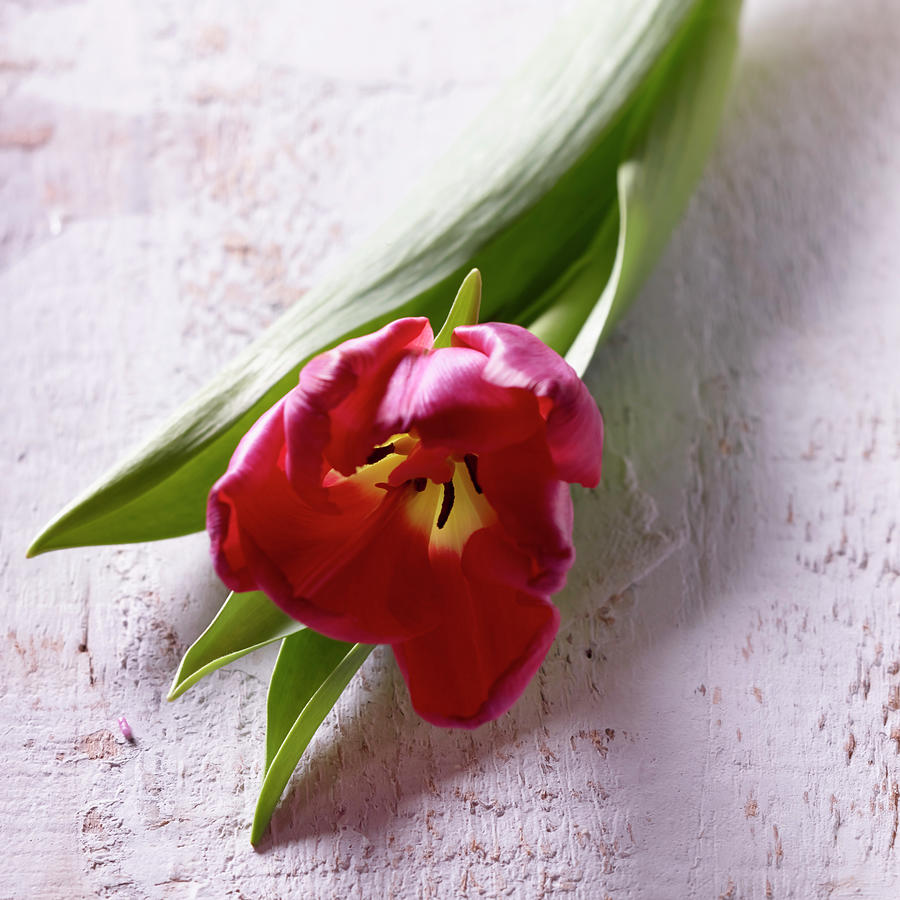 Pink Tulip Photograph by Brigitte Wegner