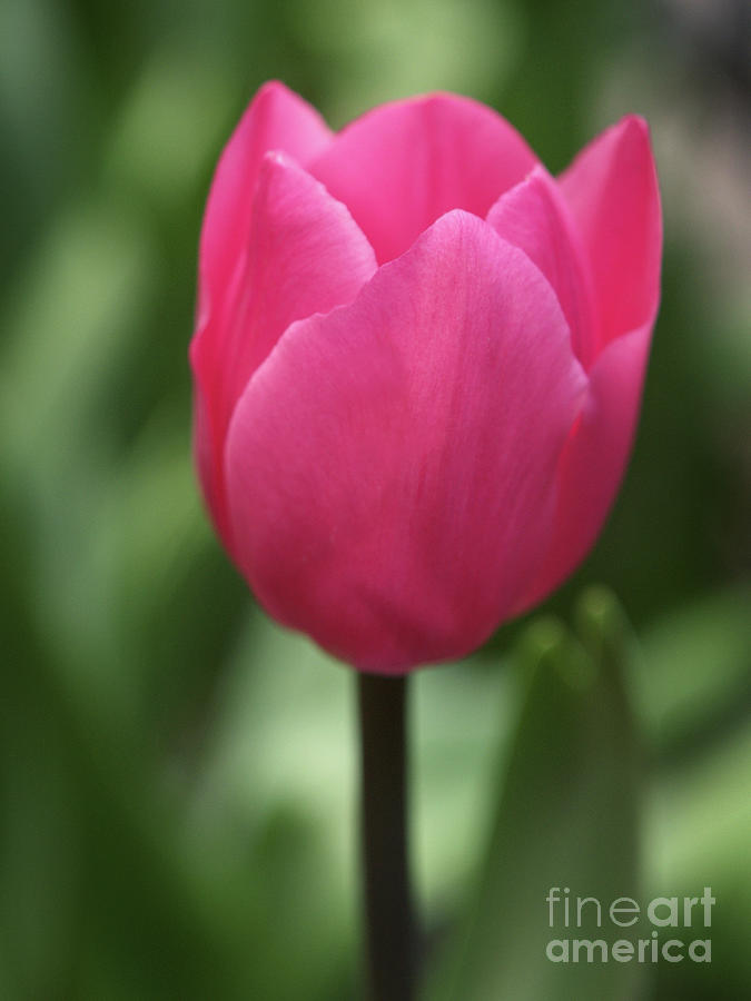 Pink Tulip Photograph by Dorothy Lee