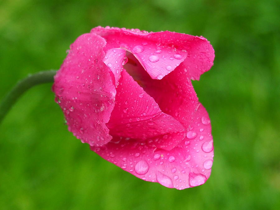 Pink Tulip Drops Photograph by Dennis Burton - Fine Art America
