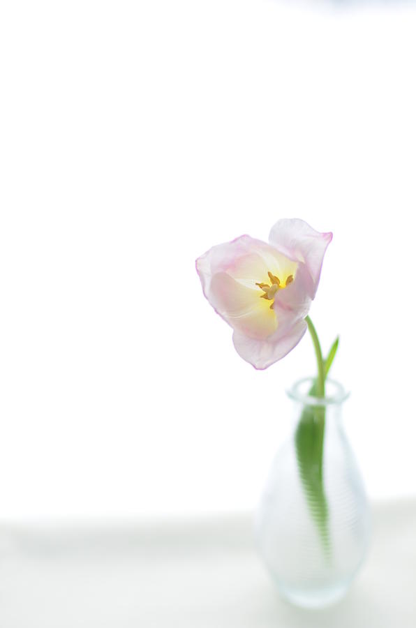 Pink Tulip In Glass Vase On White Photograph by Photo By Ira Heuvelman-dobrolyubova