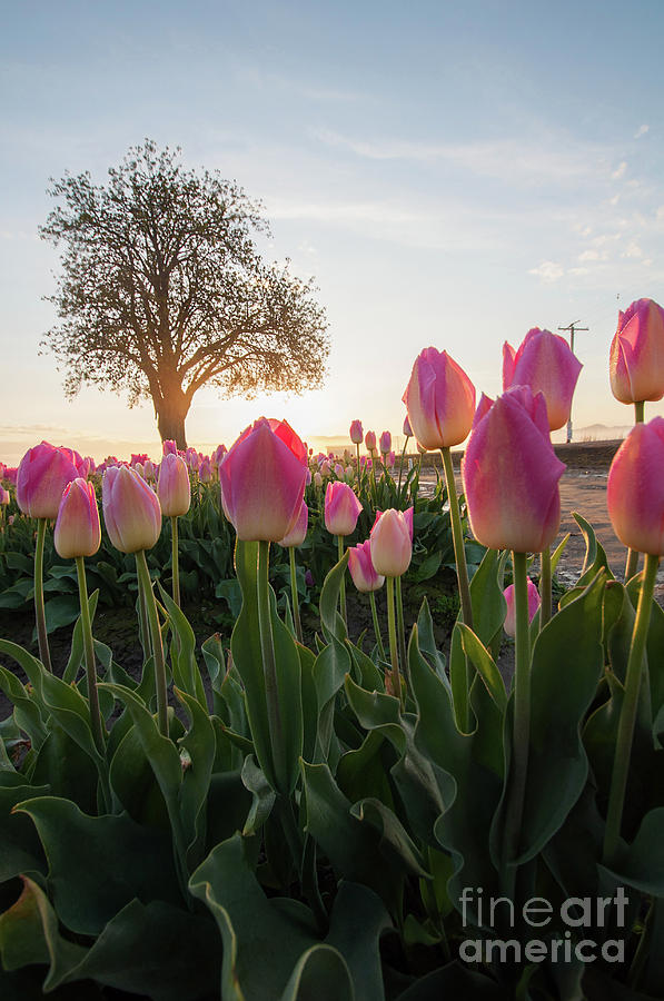 Pink Tulip Landscape at Dawn by Valerie Garner Pink Tulip Landscape at Dawn by Valerie Garner