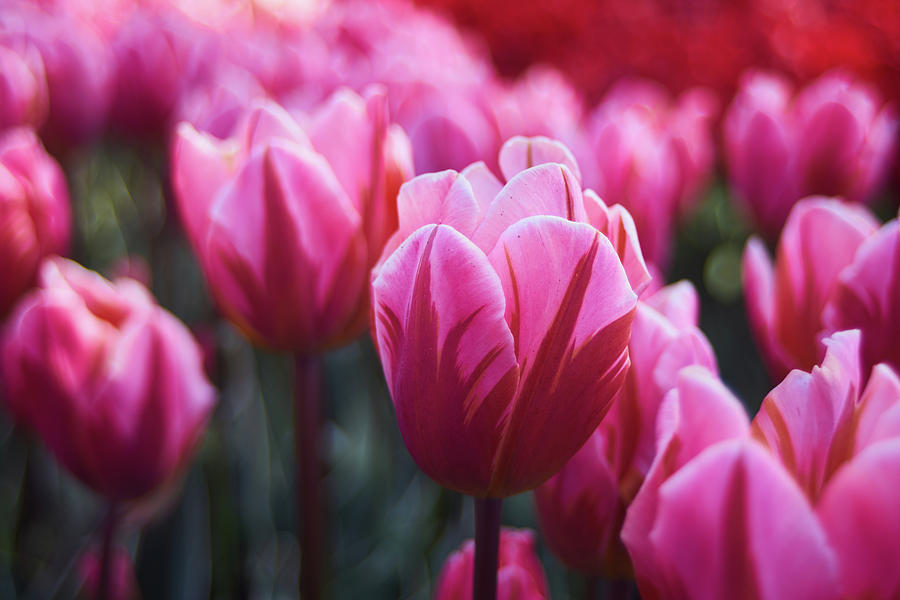 Background Photograph - Pink Tulip by Lukas Kerbs Background Photograph - Pink Tulip by Lukas Kerbs