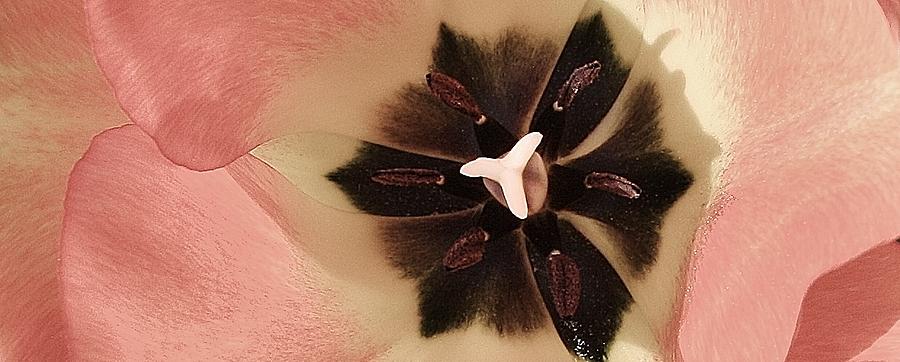 Pink Tulip Macro Photograph by Bruce Bley
