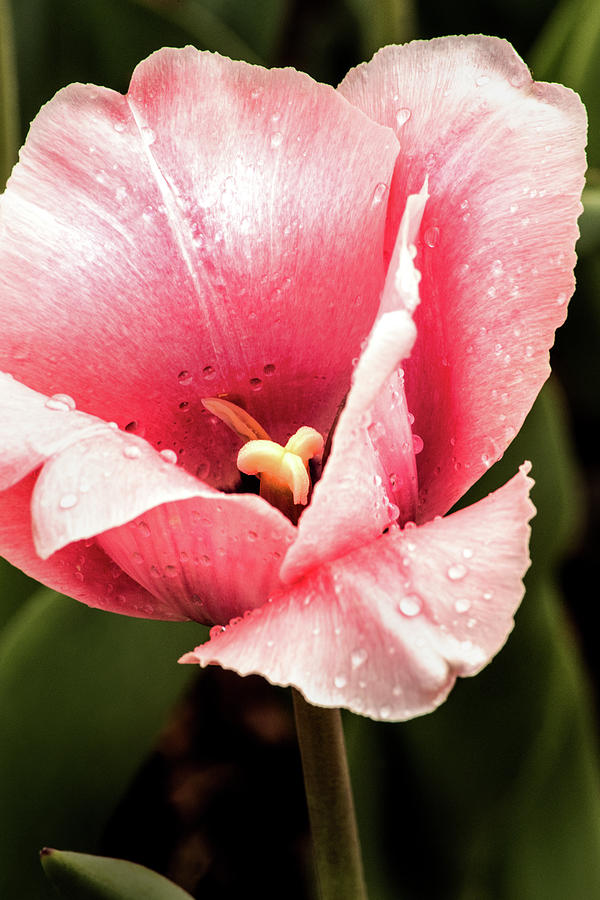 Pink Tulip Macro Photograph by Don Johnson