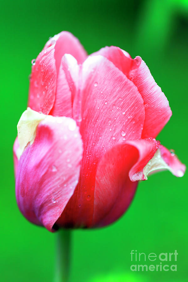 Pink Tulip Macro Photograph by John Rizzuto