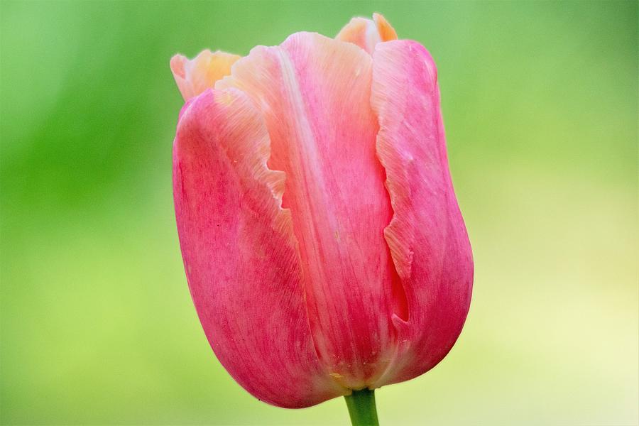 Pink Tulip Macro Photograph by Mary Ann Artz
