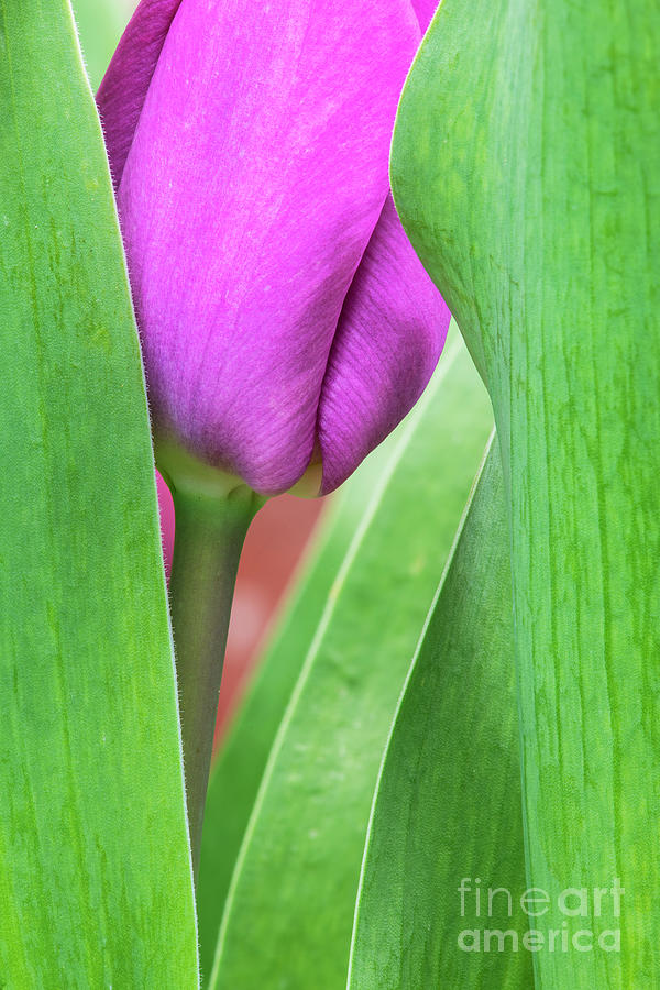 Pink Tulip Macro Photograph by Tim Gainey