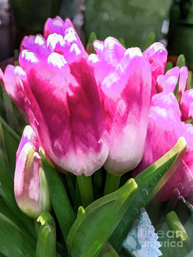 Pink tulip pastel Photograph by Phillip Rubino