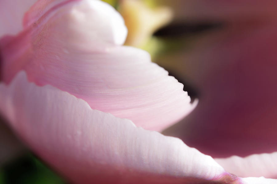 Pink Tulip Petals Photograph by Scott Lyons