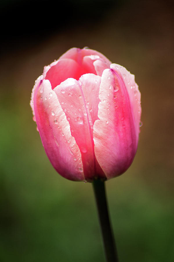 Pink Tulip Profile Photograph by Don Johnson