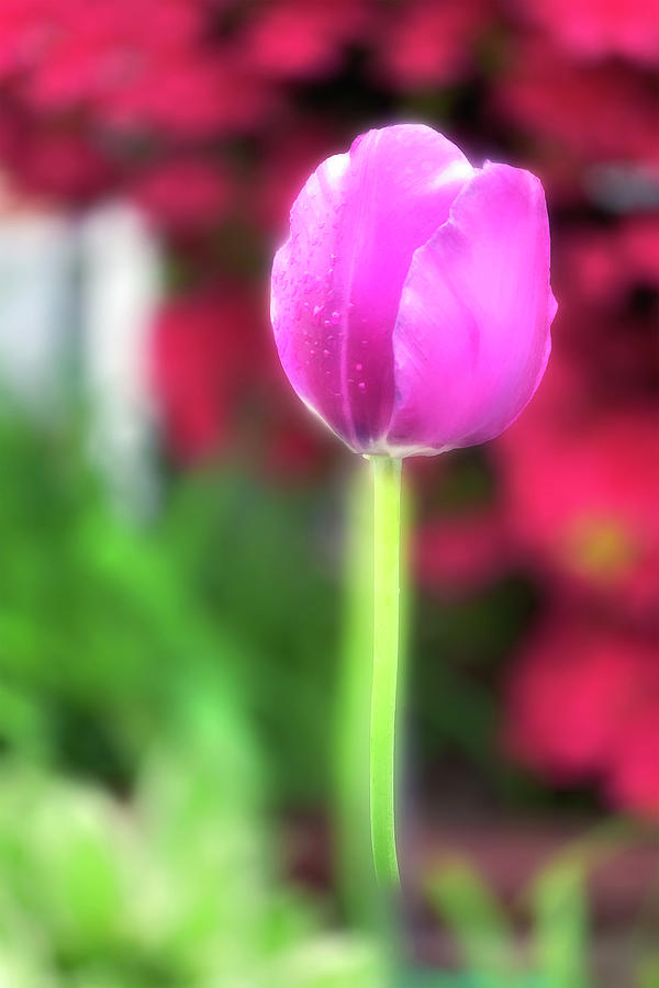 Pink Tulip by Reynaldo Williams Pink Tulip by Reynaldo Williams