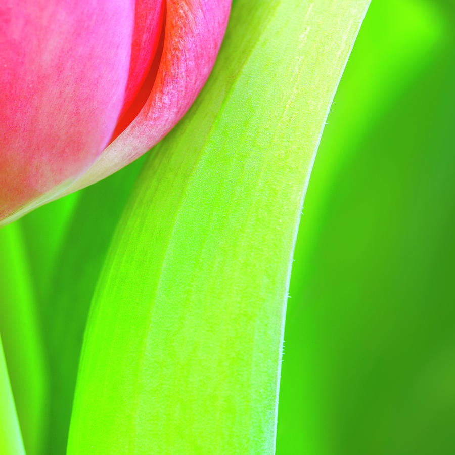 Pink Tulip Abstract i Photograph by Marianne Campolongo