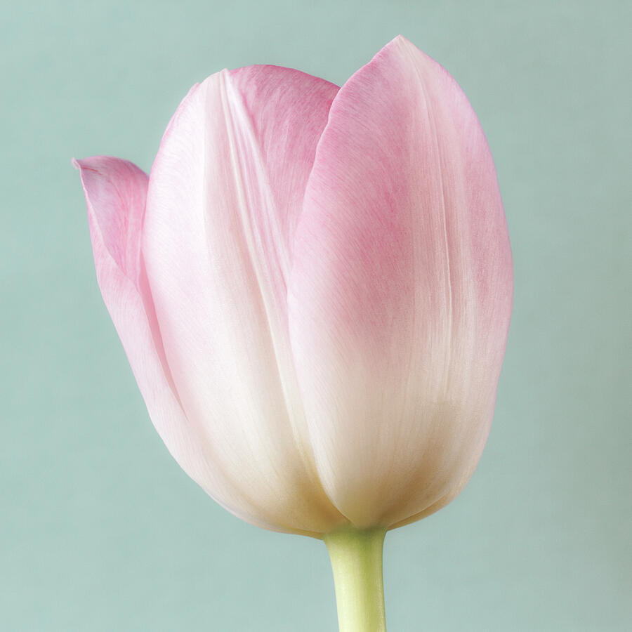 Pink Tulip Photograph by Tanya C Smith