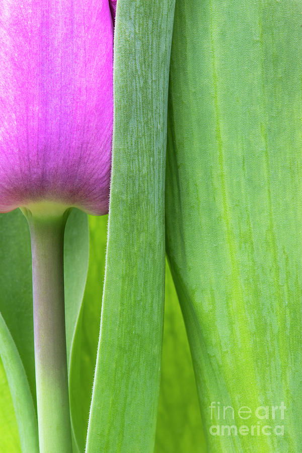 Pink Tulip Photograph by Tim Gainey