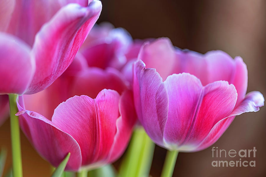 Pink Tulips against a brown background by Ronda Kimbrow Pink Tulips against a brown background by Ronda Kimbrow