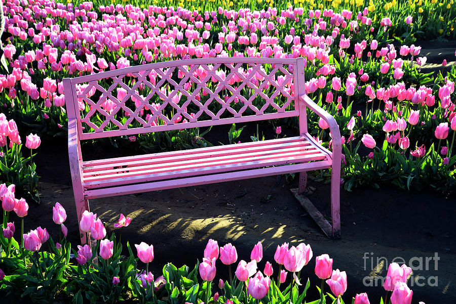 Pink Tulips and Bench Photograph by Denise Bruchman