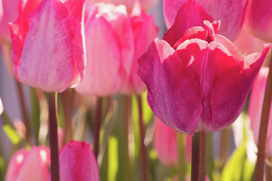 Pink Tulips Photograph by Bonnie Bruno