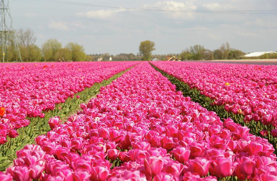 Pink Tulips Photograph by By Johan Krijgsman, The Netherlands
