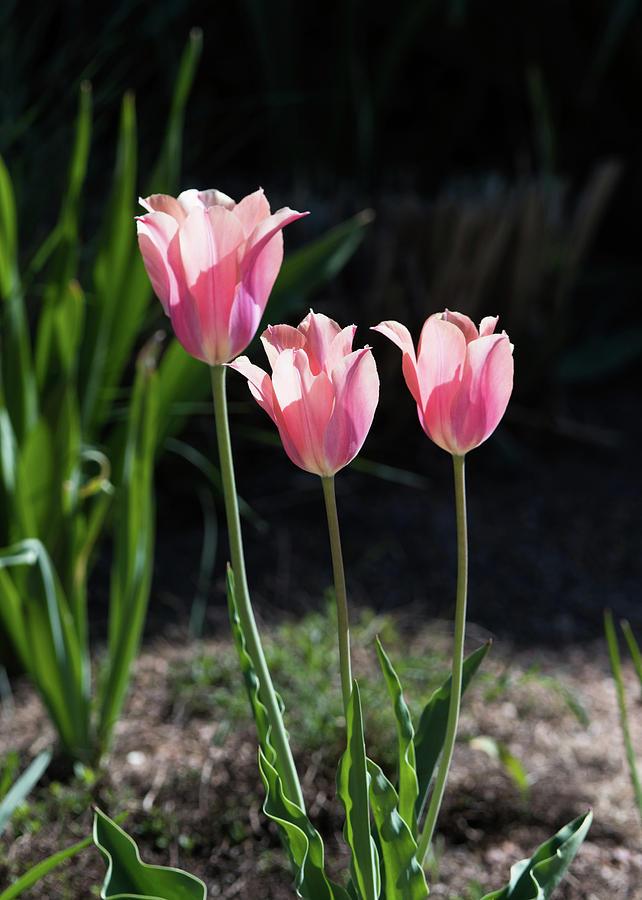 Pink Tulips Photograph by Catherine Lau