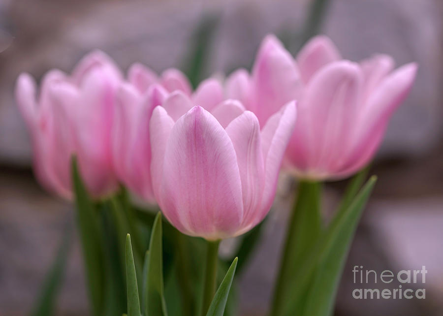 Pink Tulips Photograph by Cathy Donohoue