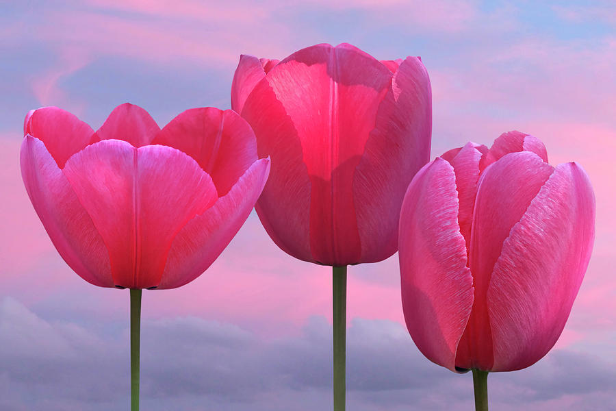 Pink Tulips Celebrating Spring Photograph by Gill Billington