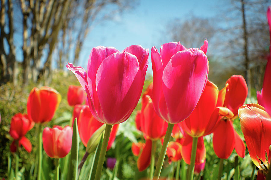 Pink Tulips Photograph by Danielle Christine White - Fine Art America
