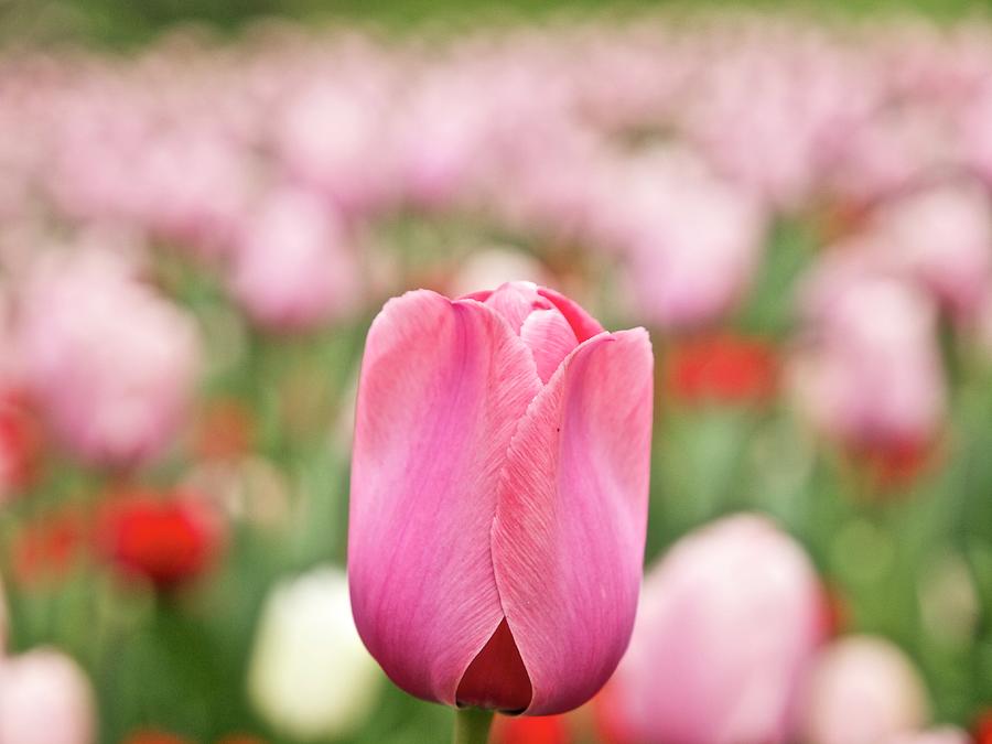 Pink Tulips Field Photograph by Luigi Masella