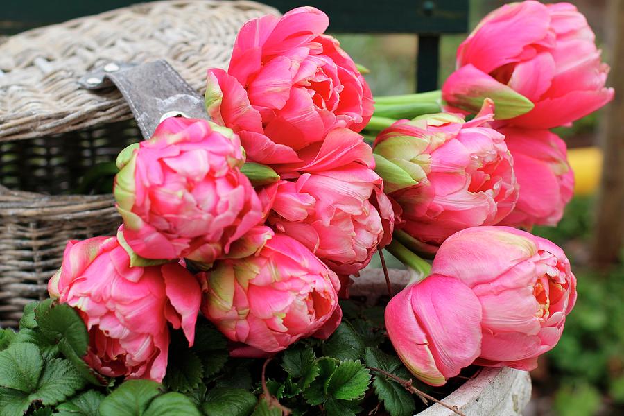 Pink Tulips In A Basket In The Garden Photograph by Erika Reetz