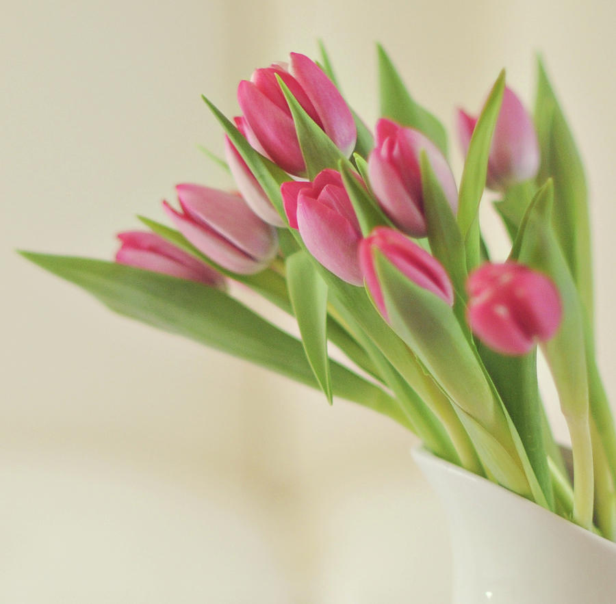 Pink Tulips In A White Pitcher Photograph by Judy Davidson