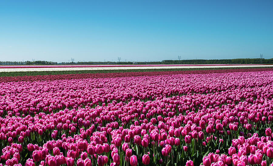 Pink tulips in field Photograph by Tosca Weijers