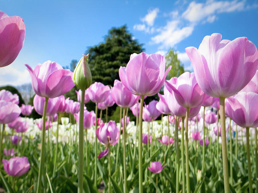 Pink Tulips Photograph by Marser