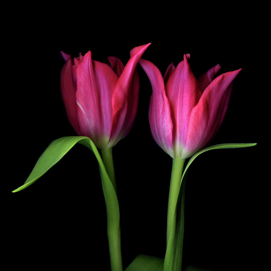 Pink Tulips Photograph by Photograph By Magda Indigo