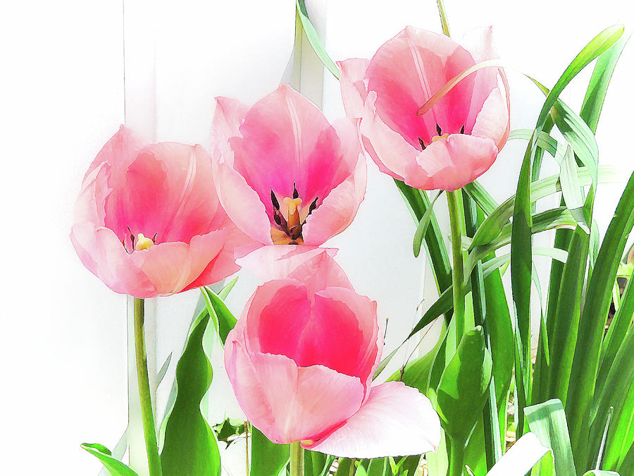 Pink Tulips Digital Art by Susan Hope Finley