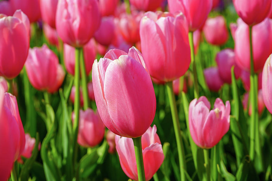 Pink Tulips Photograph by Susan Rydberg
