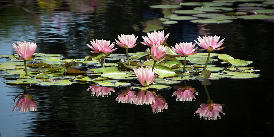 Pink Water Lilies  Photograph by Catherine Lau